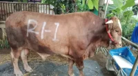 1.098 Ekor Sapi Kurban Presiden Prabowo Dibiayai APBN Senilai Rp100 Miliar