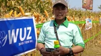Demplot PT Nufarm Buktikan Efektivitas Teknologi Perlindungan Jagung, Hama FAW Terkendali dan Tongkol Terisi Penuh