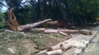 Empat Orang Luka Tertimpa Pohon Tumbang di Cianjur
