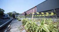 Pohon Jalan R.E. Martadinata Segera Diganti, Kasus Pengulitan Diselidiki
