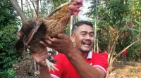 Unik! Warga Cibodas Sukabumi Meriahkan HUT RI dengan Lomba Tangkap Ayam