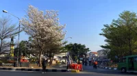 Tabebuya Putih Mekar di Bundaran Cibiru Bandung Curi Perhatian