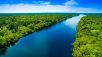 Kerusakan Hutan Amazon Catat Rekor Terendah