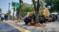 Pohon Jalan Riau Ditanam Lagi, Sanksi Pemotongan Dipertegas