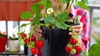 Punya Lahan Terbatas? Ini 5 Tanaman Buah yang Bisa Ditanam di Pot