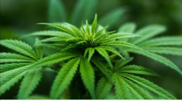 Kebakaran Kebun Ganja di Pattaya Bikin Warga Mabuk