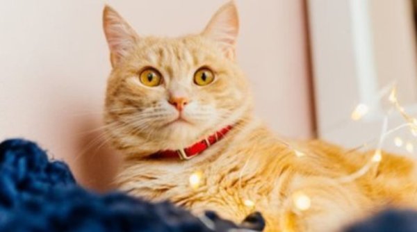 Strategi Praktis Mencegah dan Membersihkan Kucing Kencing di Area Rumah