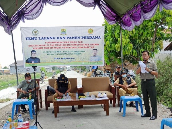 BPTP Jabar Gelar Panen Perdana Beserta Kelompok Tani Ampel Jaya di Cirebon