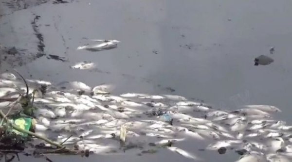 Dispernakan KBB Berikan Solusi Agar Ikan Tidak Mati Mendadak