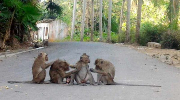 Kawanan Monyet Menggila, Gasak Habis Tanaman Palawija di Ciamis