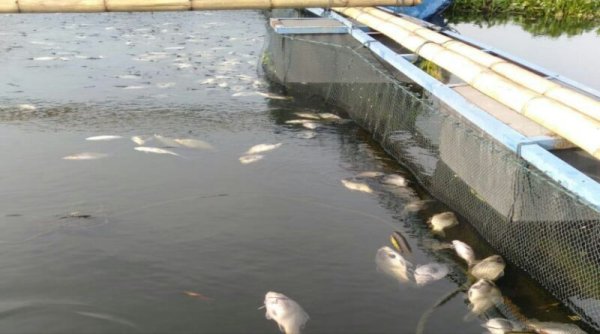 Cuaca Ekstrem, Ikan Milik Petani di Cirata Mati Mengambang