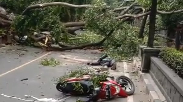 Terimpa Pohon Tumbang Di Purwakarta Driver Ojol Alami Luka Serius