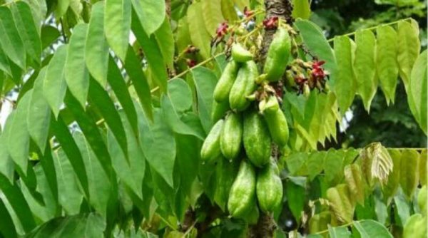 SEHAT: 5 Manfaat Belimbing Wuluh, Dipercaya Mampu Atasi Obesitas