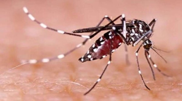 Bupati Ciamis Keluarkan SE Kesiapsiagaan Antisipasi Wabah DBD dan Chikungunya