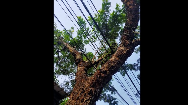 VISITIZEN | PLN Baleendah dan Pohon Petai