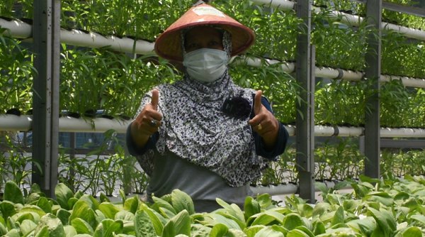 Melalui Urban Farming, PLN dan Kelompok Tani Serpis Tingkatkan Kesejahteraan Warga di Surabaya