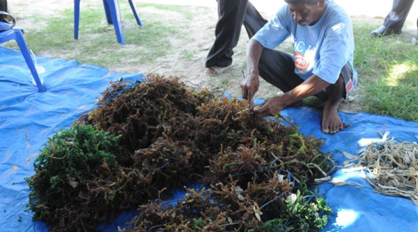 KKP Jadikan Rumput Laut Penggerak Ekonomi Berkelanjutan