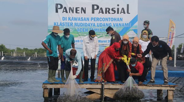 Panen Lagi Tambak Klaster Percontohan Budidaya Udang Vaname di Aceh Tamiang