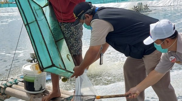 Pastikan Keamanan Produk, KKP Monitoring Kegiatan Budidaya Ikan di Cilacap