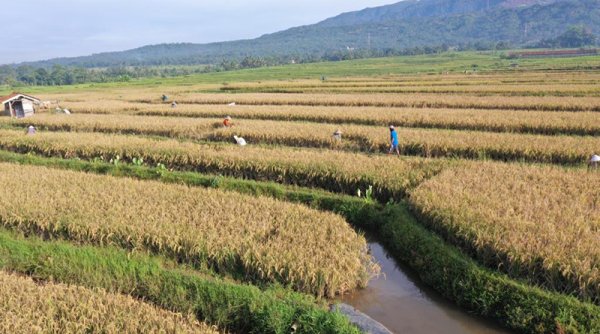 Srikandi Mina Padi dari Panembangan