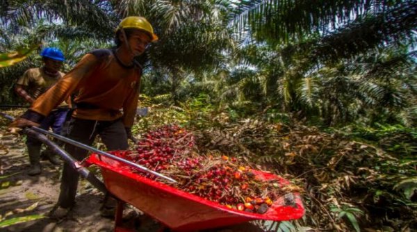 Jokowi Cabut Larangan Ekspor Migor, Petani Kelapa Sawit Berterima Kasih