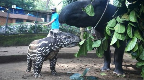 "Pasangan" Tinuk dan Marcel Lahirkan Anak, Orang Tua Angkat Berhak Beri Nama