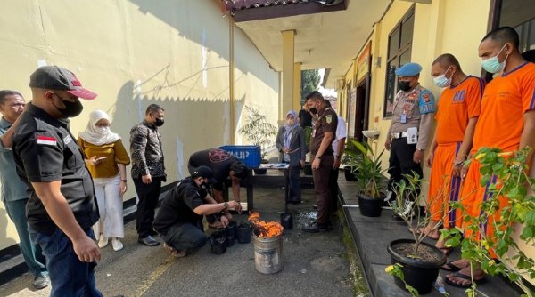 SatRes Narkoba Polres Purwakarta Musnahkan Barang Bukti Narkotika Jenis Ganja