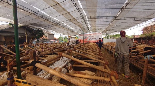 Butuh Hewan Qurban, Tinggal Pilih di Instagram @planetqurban.bandung