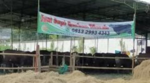 "Lemosin" dan "Simental" Hewan Kurban Presiden ke Masjid Keraton dan Mangkunegaran