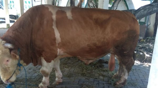 Pemilik "Lemosin" dan "Simental" Bangga Sapinya Jadi Hewan Kurban Presiden