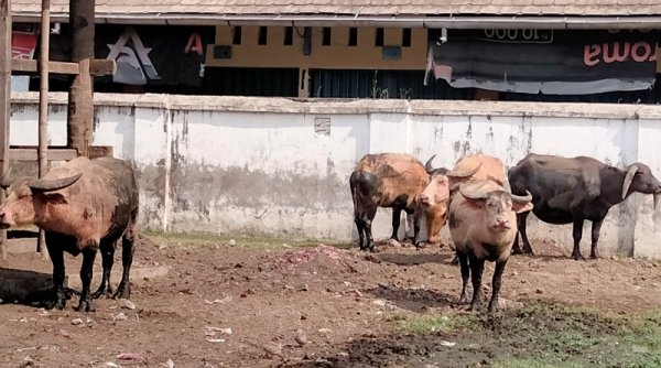 Seekor Kerbau "Kiai Slamet" Milik Keraton Surakarta Mati Terkena PMK