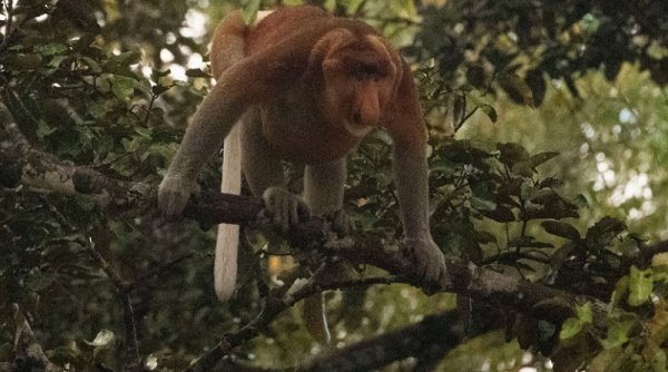 ‘Hutan Kita Sultan’ jadi Pesan Utama dalam Perayaan Hari Hutan Indonesia Tahun ini