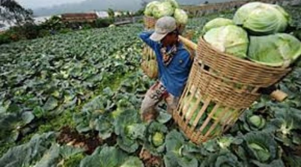 Akibat Kenaikan Harga BBM, Jengkol di Kertasari Harganya Naik 30%