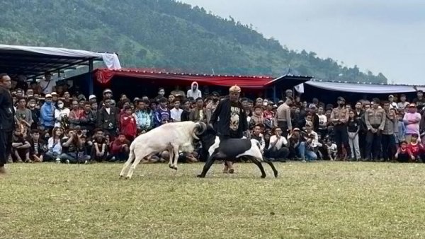 Di Garut Hampir 30.000 Domba Memiliki Kualitas Sebagai Domba Ketangkasan
