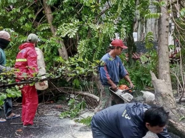 Antisipasi Pohon Tumbang, Pemkot Bandung Pangkas 2.532 Pohon