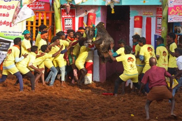 1 Tewas, Belasan Terluka dalam Kontes Penjinakan Banteng di India