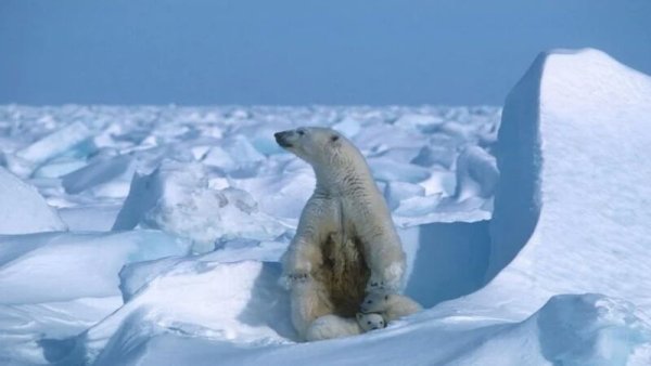 Ibu dan Anak Tewas Diterkam Beruang Kutub di Alaska
