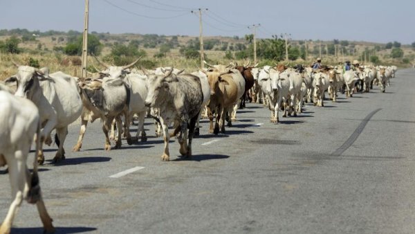 Geng Pencuri Ternak Serang dan Bunuh 41 Warga di Nigeria Utara