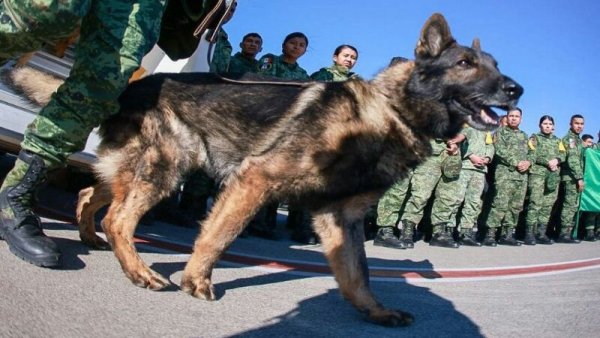 Ucapan Duka Mengalir untuk Proteo, Anjing Penyelamat Meksiko yang Tewas Saat Misi Penyelamatan Korban Gempa Turki