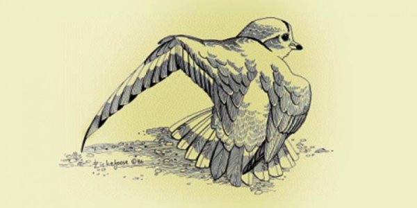 Kisah Ibrahim bin Adham: Burung yang Patah Sayapnya