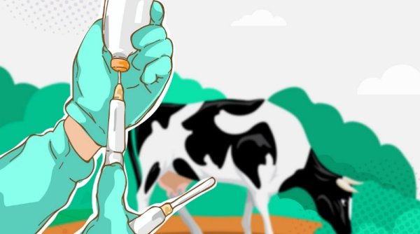 Pemkab Bojonegoro Siapkan 500 Dosis Vaksin Cegah Penyakit LSD pada Sapi
