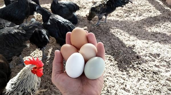 Harga Telur dan Ayam "Terbang", Politisi PKB ini Minta Penjelasan Mendag