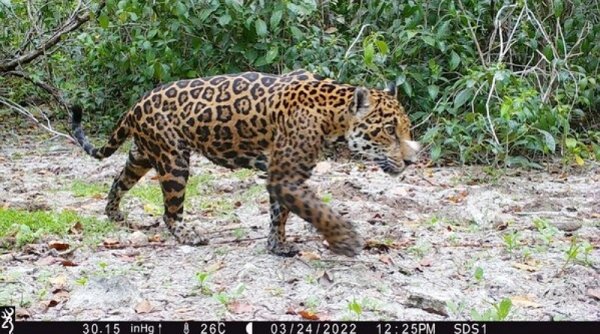 Huawei dan Mitra-Mitranya untuk Pertama Kalinya Temukan Jaguar di Dzilam State Reserve, Meksiko