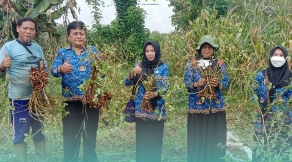 DKPP Bojonegoro dan Gapoktan Panen Kacang dengan Sistem Biosaka, Kembalikan Kesuburan Tanah