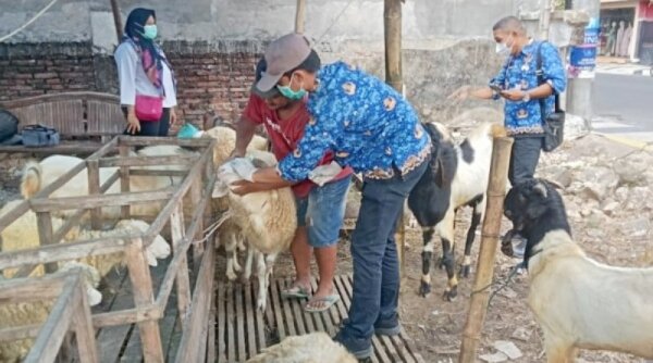 Jelang Idul Adha, Pemkab Bojonegoro Pastikan Hewan Kurban Kondisi Sehat