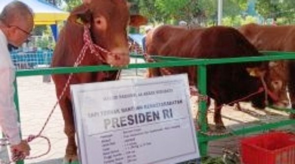 Gasbi Sapi Kurban Presiden Jokowi Tiba di Masjid Al-Akbar Surabaya, Berat 1.15 Ton