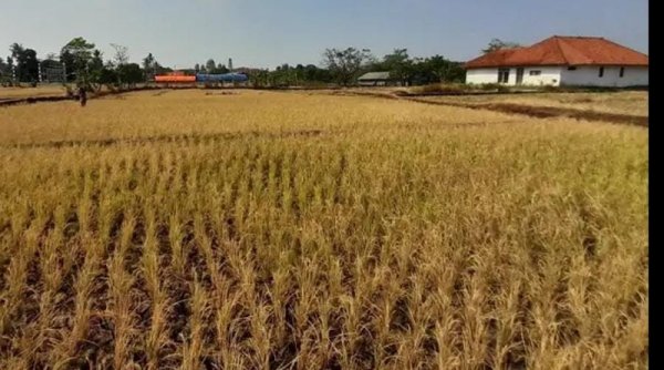 Dampak El Nino, 2.162 Hektare Lahan Sawah di Kabupaten Bandung Terancam Kekeringan