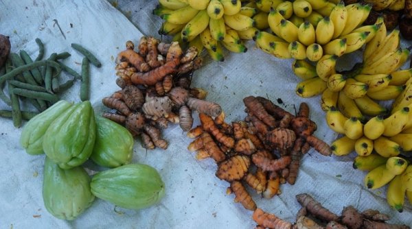 Lawan Krisis Iklim dengan Pelestarian Pangan Lokal dan Konservasi Mata Air