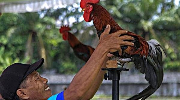 Hidupkan Kelestarian Madura, AMI Gelar Festival Ayam Kekok