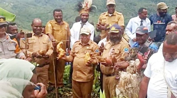 Bupati Yalimo Dr. Nahor Nekwek, S.Pd., M.M. Melakukan Panen Raya Budidaya Ubi Jalar di Kesuwi Hulikma